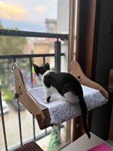 Pencere yatağını keşfeden siyah beyaz kedi