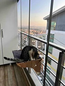 Pencere kenarında vakit geçiren kedi