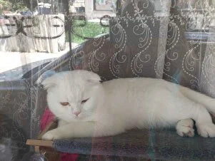Yatağında dinlenen beyaz kedi