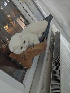 Cam kenarında beyaz kedi