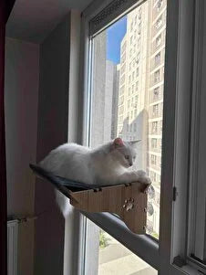 Pencere yatağındaki beyaz kedi