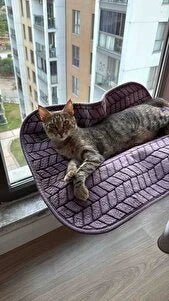 Pencere yatağında uzanan tekir kedi