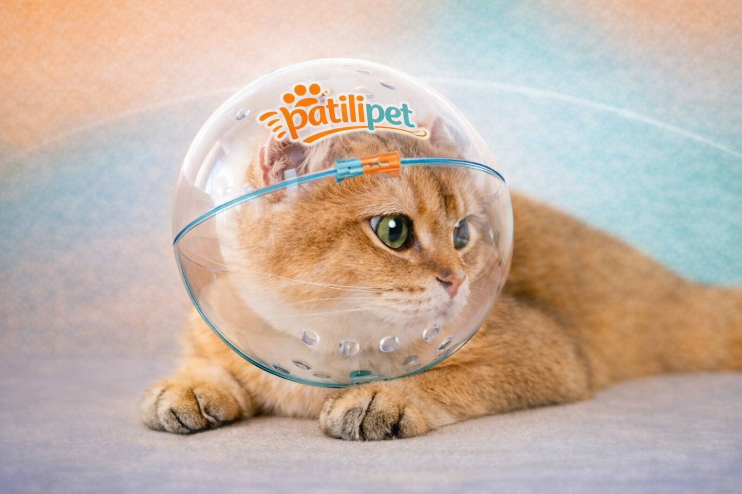 PatiliPet | Ayarlanabilir Kedi Bakım Kafalığı