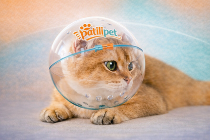 PatiliPet | Ayarlanabilir Kedi Bakım Kafalığı